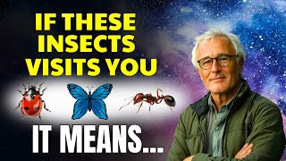 97% Miss These Signs! The Hidden Spiritual Meaning of the Insects in Your House!