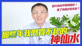 【神仙水到底神在那裡？】青春露｜pitera｜晶瑩剔透｜去角質｜酒粕｜綾瀨遙