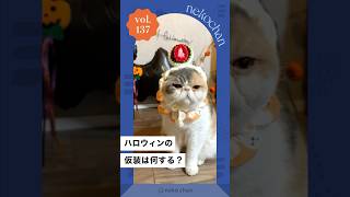 「ハロウィン仮装タイム🎃」 #nekochan #猫 #ねこ #ねこのいる暮らし #ねこ部 #ilovemycat #catlover #ハロウィン  #大福 （VOICEVOX:四国めたん）