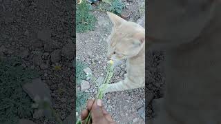 எங்கள் செல்ல பூனை 🐱🐈🐱🐈 என்ன செய்கிறது பாருங்கள்