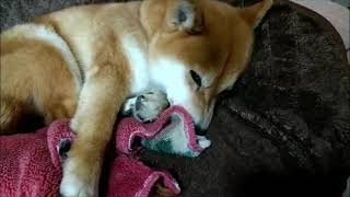 【柴犬親子日記】ほたるとここが、ただただのんびり過ごす動画