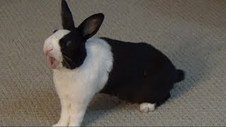 Rabbit yawning and stretching!