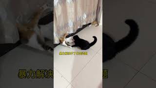 柴米油盐酱醋茶 猫咪 杨步百 碎嘴子 猫咪的迷惑行为 精神状态良好