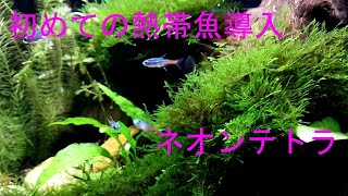 ネオンテトラを飼いました　この水槽実は…