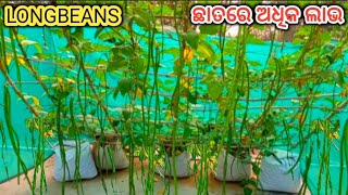 Longbeans farming at roof more benifit for home | chhatare kipari karibe jhudanga chasa | jhudanga