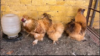 Golden silkie prices