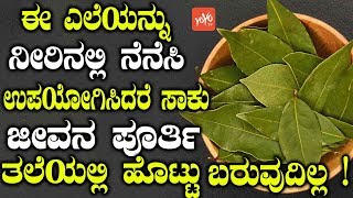 ಈ ಎಲೆಯನ್ನು ನೀರಿನಲ್ಲಿ ನೆನೆಸಿ ಉಪಯೋಗಿಸಿದರೆ ಸಾಕು  ಜೀವನ ಪೂರ್ತಿ ತಲೆಯಲ್ಲಿ ಹೊಟ್ಟು ಬರುವುದಿಲ್ಲ! YOYOTVKannada