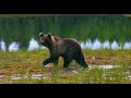 alaska 4k relaxation film life in alaska alaska wildlife landscapes nature sounds relaxing music