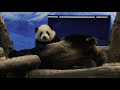 20201230 圓圓上架圓寶跟 母女依偎享天倫 giant panda yuan yuan u0026 yuan bao