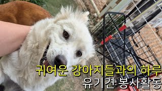 유기견을 위한 작은 노력 / 봉사활동VLOG