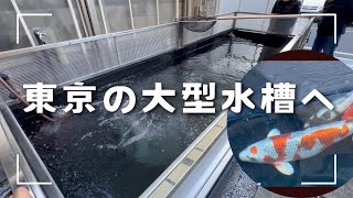 【錦鯉水槽】水槽に錦鯉が入って感動！#東京錦鯉#koi #泳ぐ宝石錦鯉