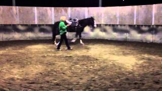 Cure the Pace in a Gaited Horse- TWH- Toffee- Gaited Horse Training