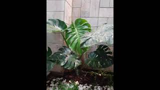 Monstera deliciosa 6 months of growth time lapse