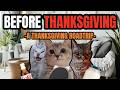 Cat MEMES: BEFORE THANKSGIVING