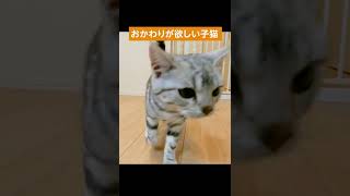 おかわりのアピールがすごい子猫【アメリカンショートヘアー】  #shorts #猫のいる暮らし  #猫動画