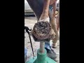 stuck in the mud farrier horse satisfying texas asmrvideo cleaning