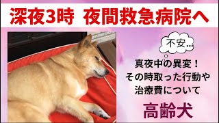 高齢犬【深夜3時 夜間救急病院へ 】真夜中の異変に慌てふためきながらも、自分の取った行動や持って行く物、そして「気になる支払った治療費」などをまとめました。皆さんの参考になったら嬉しいです。