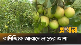 কুমিল্লায় চলতি মৌসুমে ৭০ হেক্টর জমিতে বরইয়ের চাষ | Boroi | Kashmiri Kul Boroi | Cumilla | Ekhon TV