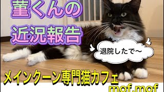 『菫くんの近況報告』メインクーン専門猫カフェmof.mof