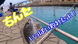 【浜名湖】海釣り公園でちんた爆釣！