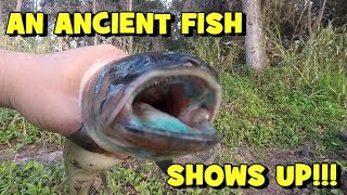 An ANCIENT FISH Showed up...