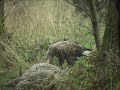 seeadler und kolkraben