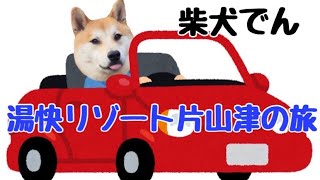 柴犬でんちゃん　驚き価格で湯快わんわんリゾート片山津お泊り🏩