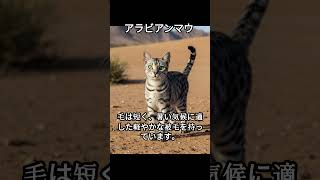 アラビアンマウのかわいい生態、雑学【猫】#cat#catshortsvideo #ねこ#ネコ#猫#かわいい#雑学#豆知識#解説