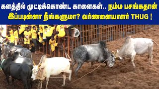 களத்தில் முட்டிக்கொண்ட காளைகள்..நம்ம பசங்கதான் இப்படின்னா நீங்களுமா? வர்ணனையாளர் THUG ! |Maalaimalar