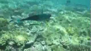 Parrotfish ブダイ 食事 \u0026 お掃除 @Great Barrier Reef