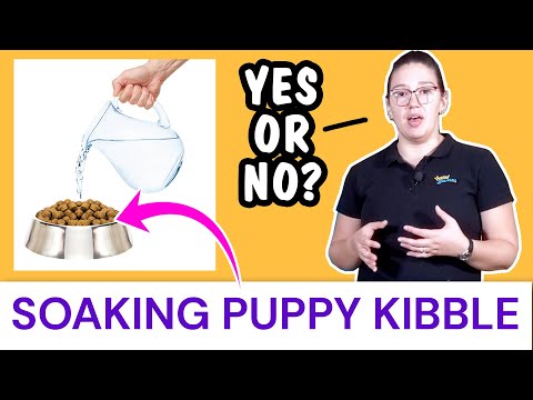 Should Kibble be mixed with water?