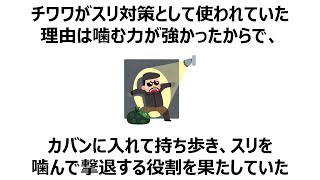 【必見】チワワ好きが絶対に知りたい16のトリビア！