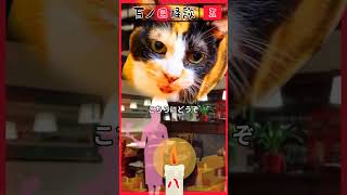 【百物語】【猫が語る不思議な話】【猫動画】百ノ目怪談その五　八つ目『満席』