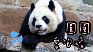 圓圓愛泡澡，泡水休息好享受|熊貓貓熊The Giant Panda Yuan Yuan and Yuan Bao|台北市立動物園