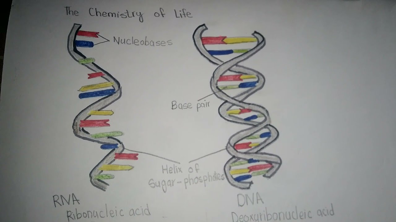 How To Draw RNA & DNA Drawing Step By Step Tutorial @ghazalacreation ...