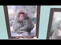 高崎山自然動物園で猿活してみた【後編】