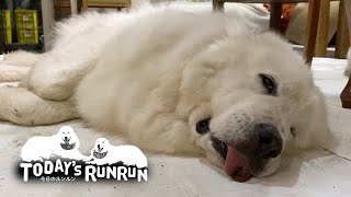 眠くて足を洗うのがめんどくさいルンルンです　Great Pyrenees　グレートピレニーズ