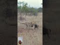 cheetah find some chance to attack on hyena.