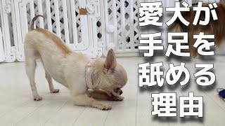 犬が手足を舐めてしまう原因と対策について解説【＃56】