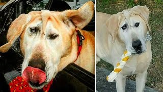 Dog With Malformed Face Dumped By Family: Then Angel Arrives And Makes Everything Right