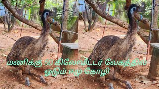 மணிக்கு 50 கிலோமீட்டர் வேகத்தில் ஓடும் ஈமு கோழி