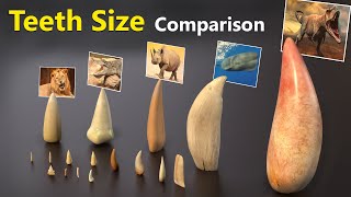 Teeth Size Comparison  | Animal | Mammal | Monster | Fictional character teeth