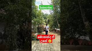 අනේ දෙයියනෙ.🥺❤️#subscribe #trending