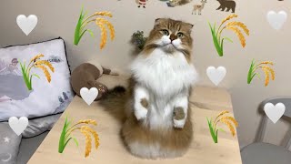 【キャティーマン】猫のお遊び草で遊んでみた！【猫じゃらしおもちゃ】