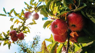 Ще даваш плода си на времето си ~ Тайното място 🚪🌳