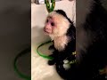 female monkey taking shower monkey petzoobd trending pet winter