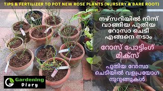 ഓൺലൈനിൽ വാങ്ങിയ പുതിയ റോസ് എങ്ങനെ നടാം Newly potted rose care, fertilizer. How to pot bare root rose