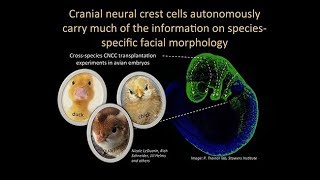 Making Faces: Regulatory Evolution and Variation in the Human Neural Crest