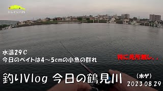 シーバス釣りVlog 今日の鶴見川 2023年8月29日（ホゲ）水温29℃、今日のベイトは4～5㎝の小魚の群れ