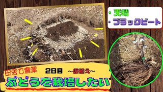 【素人農園】②ゼロから始めるブドウ栽培　～仮植え～